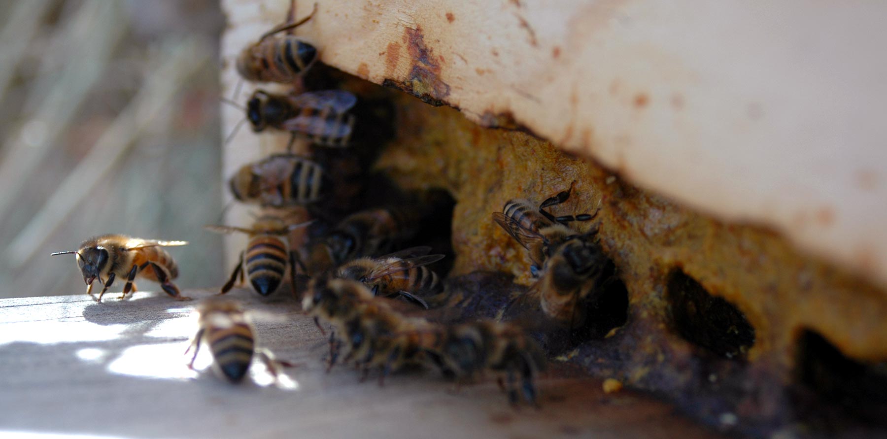 Propolis : The Defender of the Hive