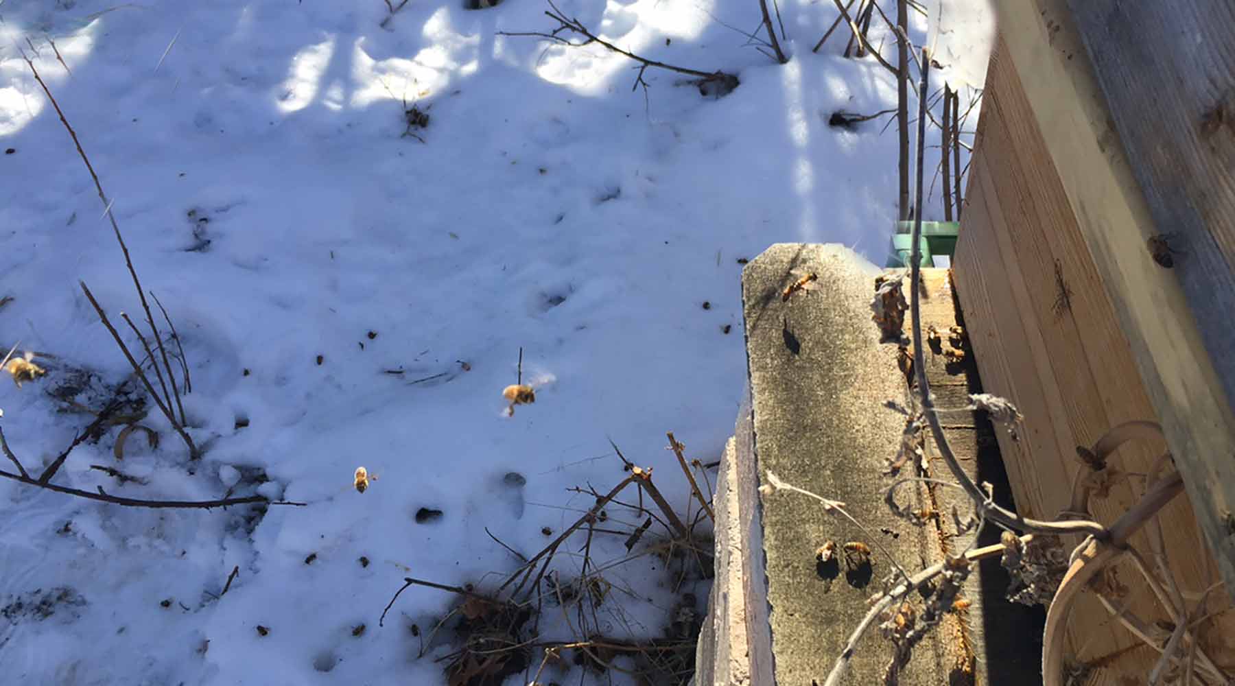 After the First Cold Snap - A Bee Guardian's Fears of Loosing Bees