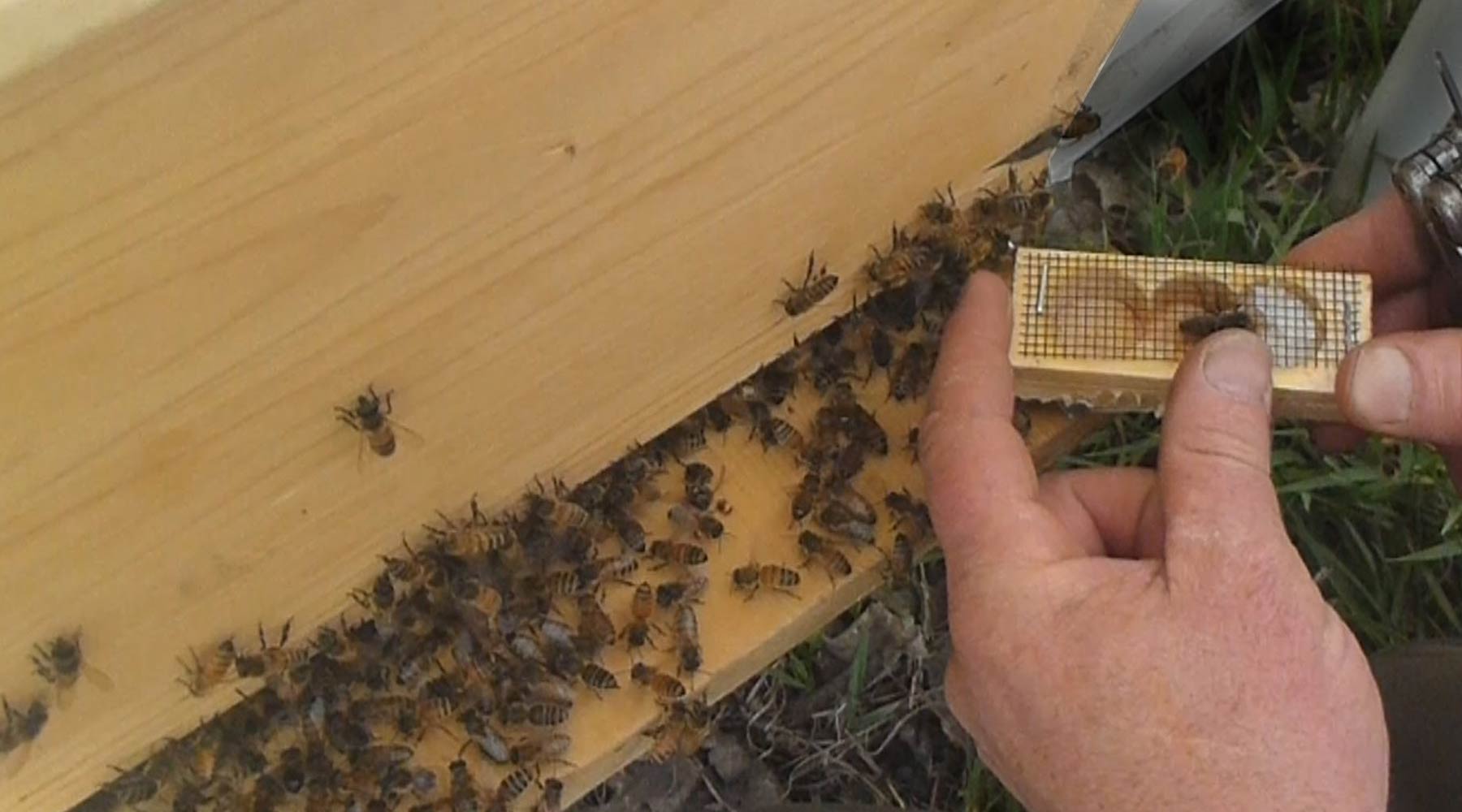 Installing a Package of Bees: A better approach