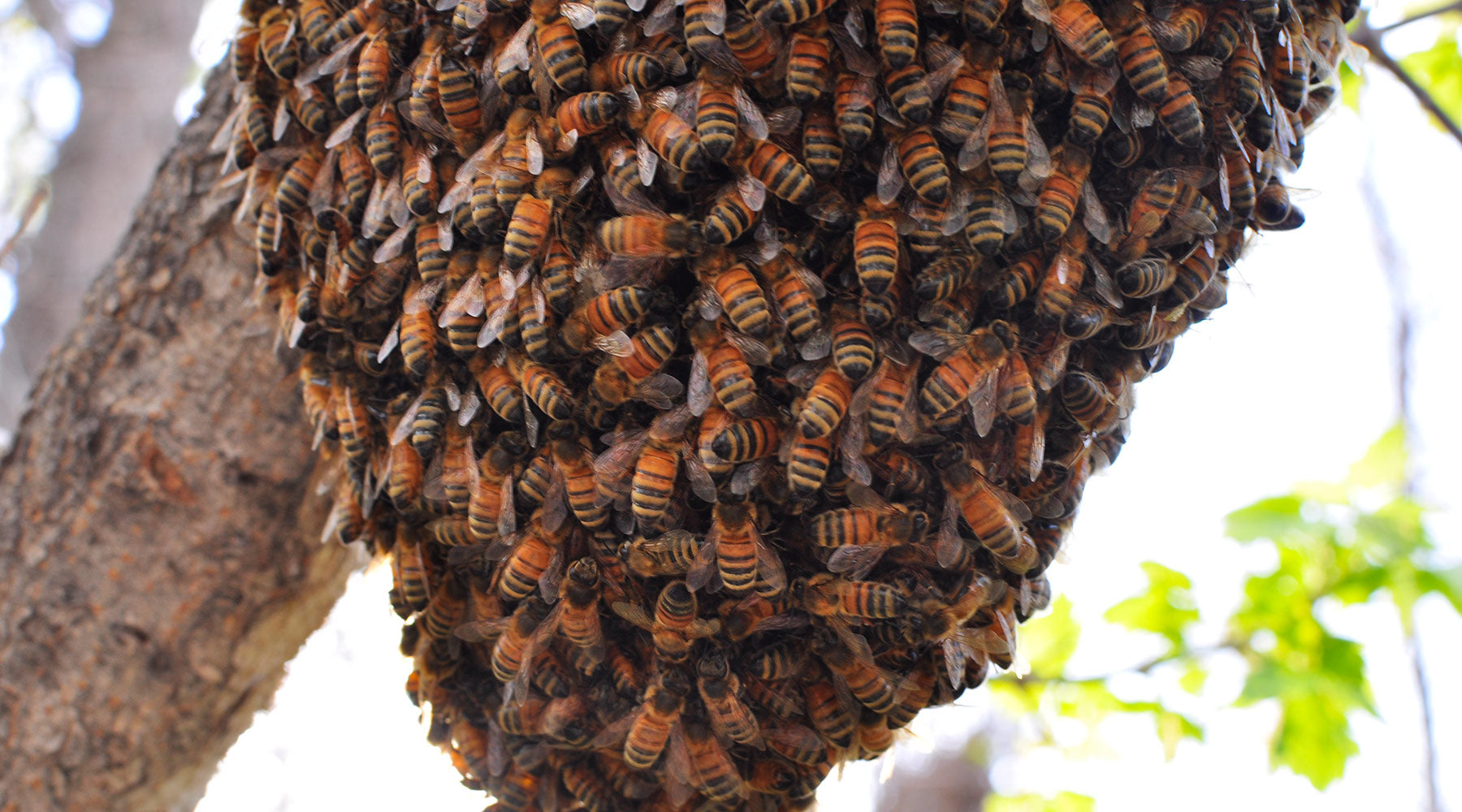 bees-for-hive-swarm