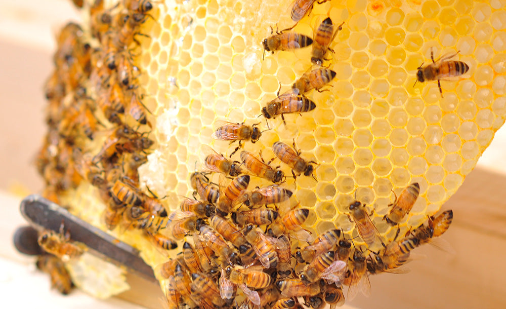 The Benefits of Beekeeping