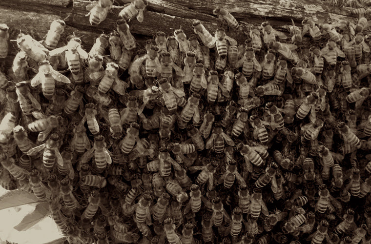 Bee Swarm