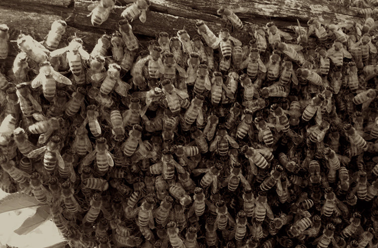 Bee Swarm