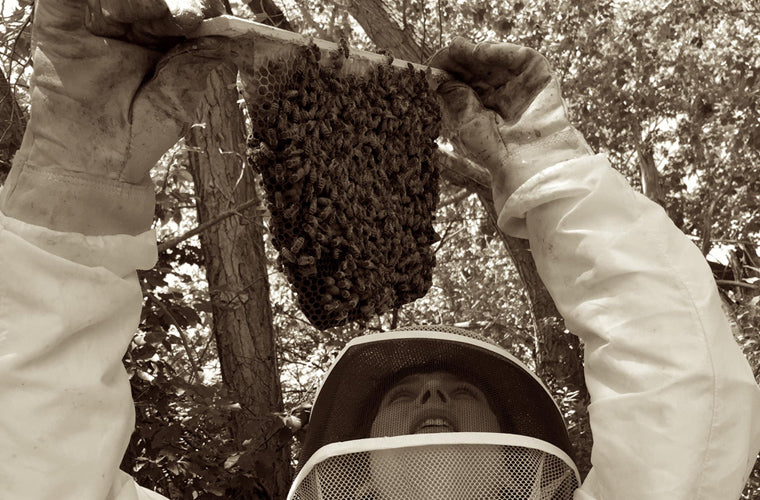 Bee Guardian Project girl inspecting brood comb