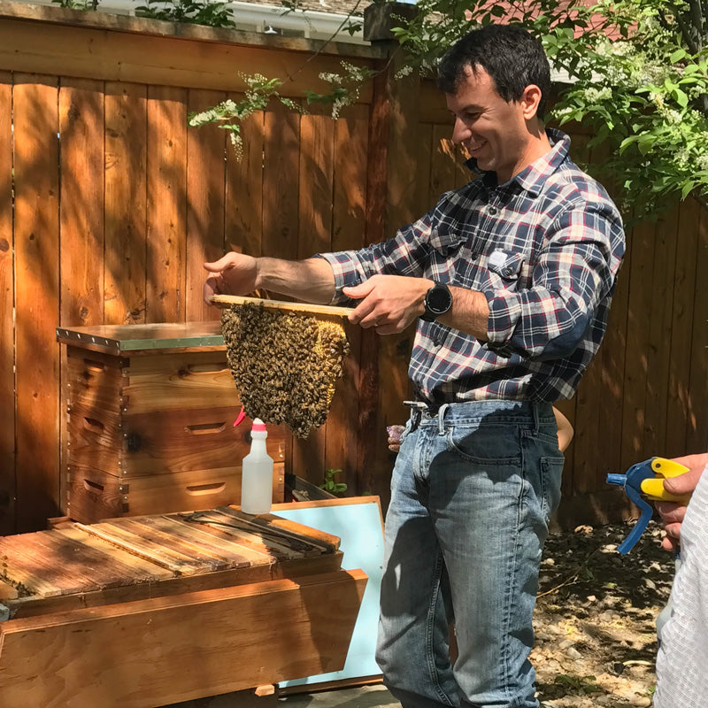 Bee Guardian inspecting top bar hive brood comb