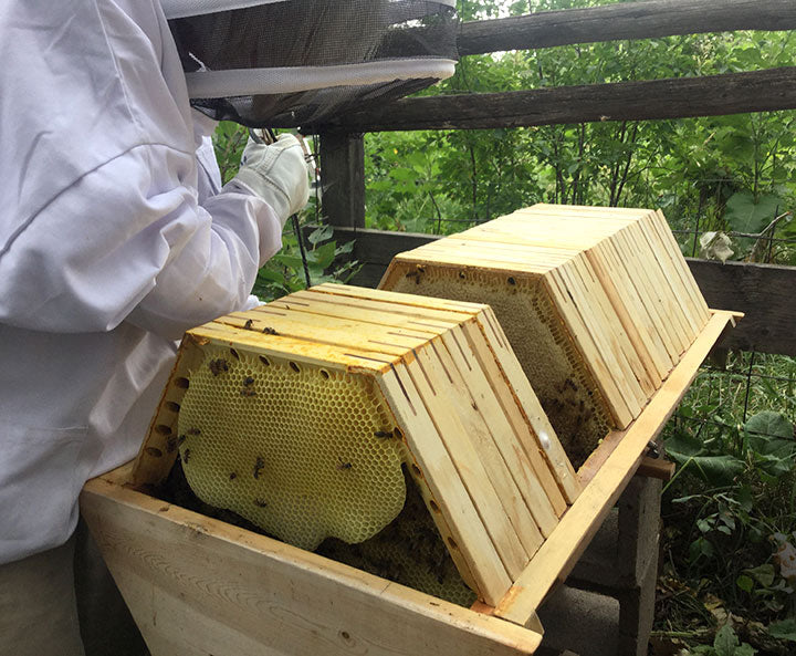Bee Guardian beekeeper harvesting combs from The Cathedral Hive