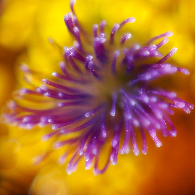 pollen close up yellow flower pink stamens