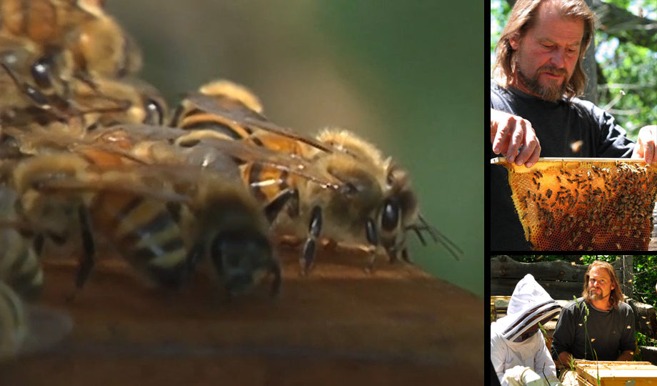 Beekeeping Training Video Streamable - Bee Guardian Methods