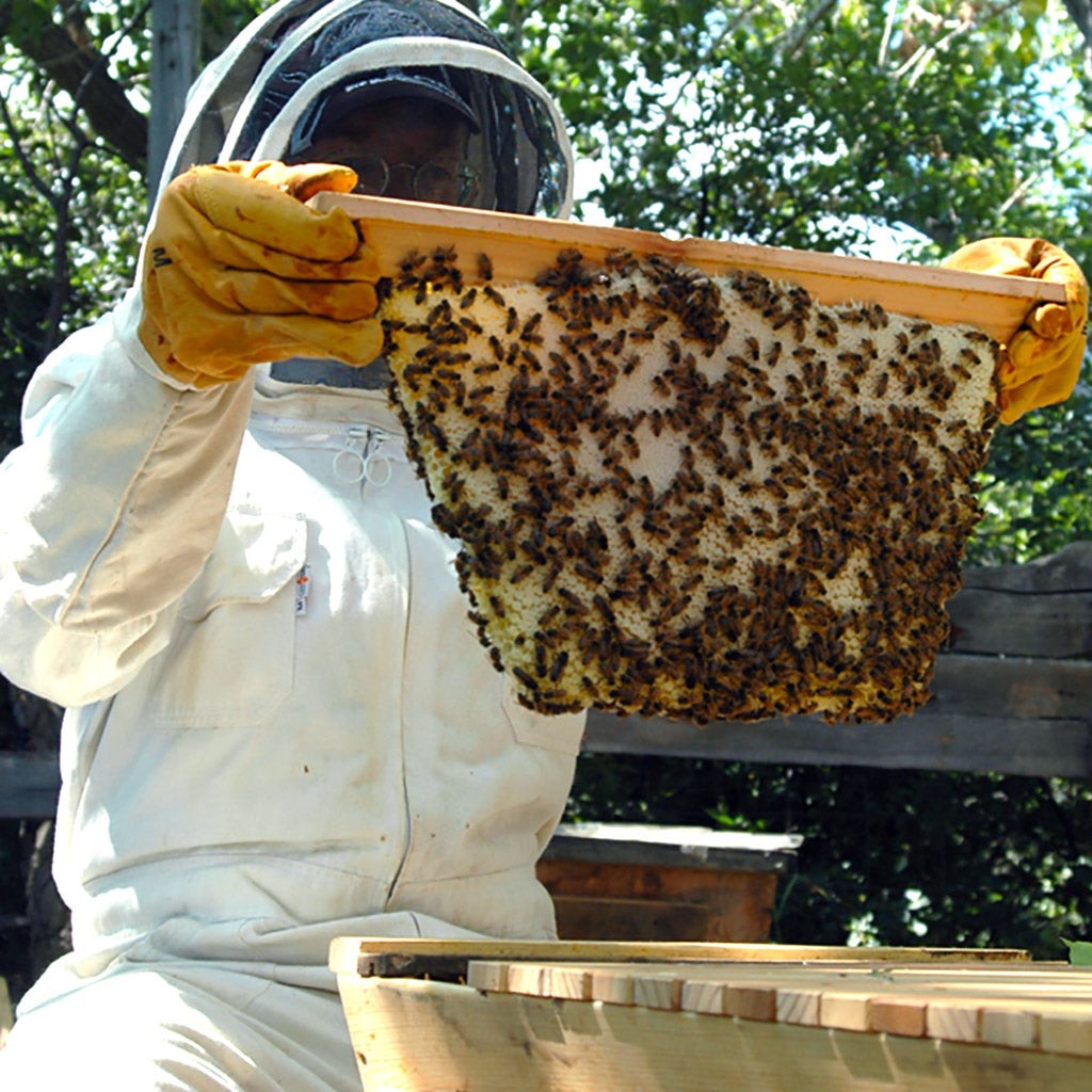 Beekeeping Training Video Streamable - Bee Guardian Methods