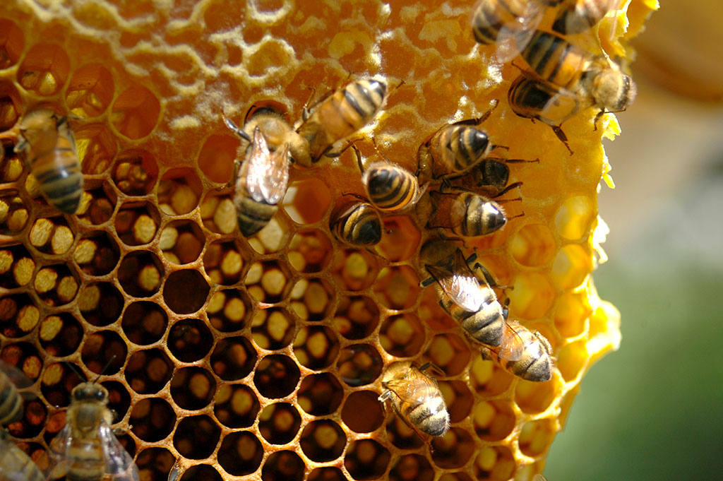 Beekeeping Training Video Streamable - Bee Guardian Methods