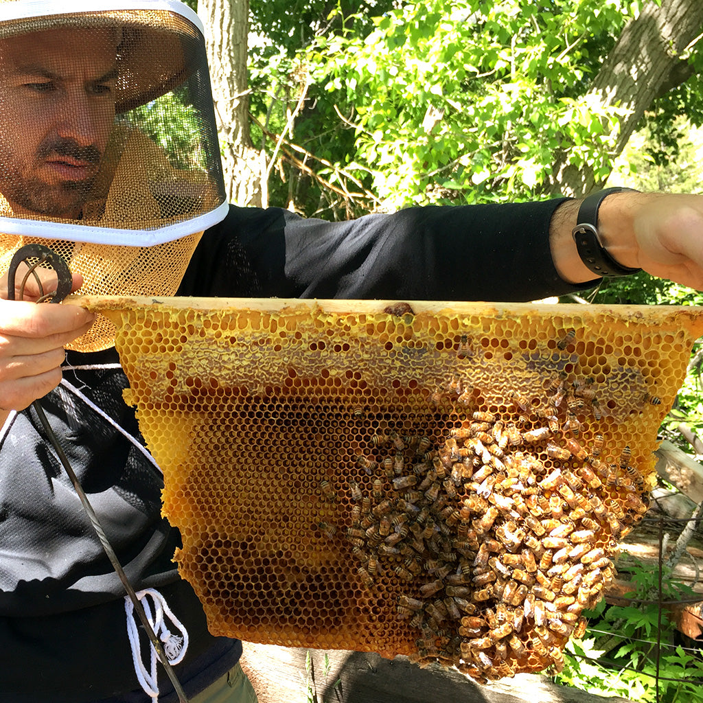 Beekeeping Training Video Streamable - Bee Guardian Methods