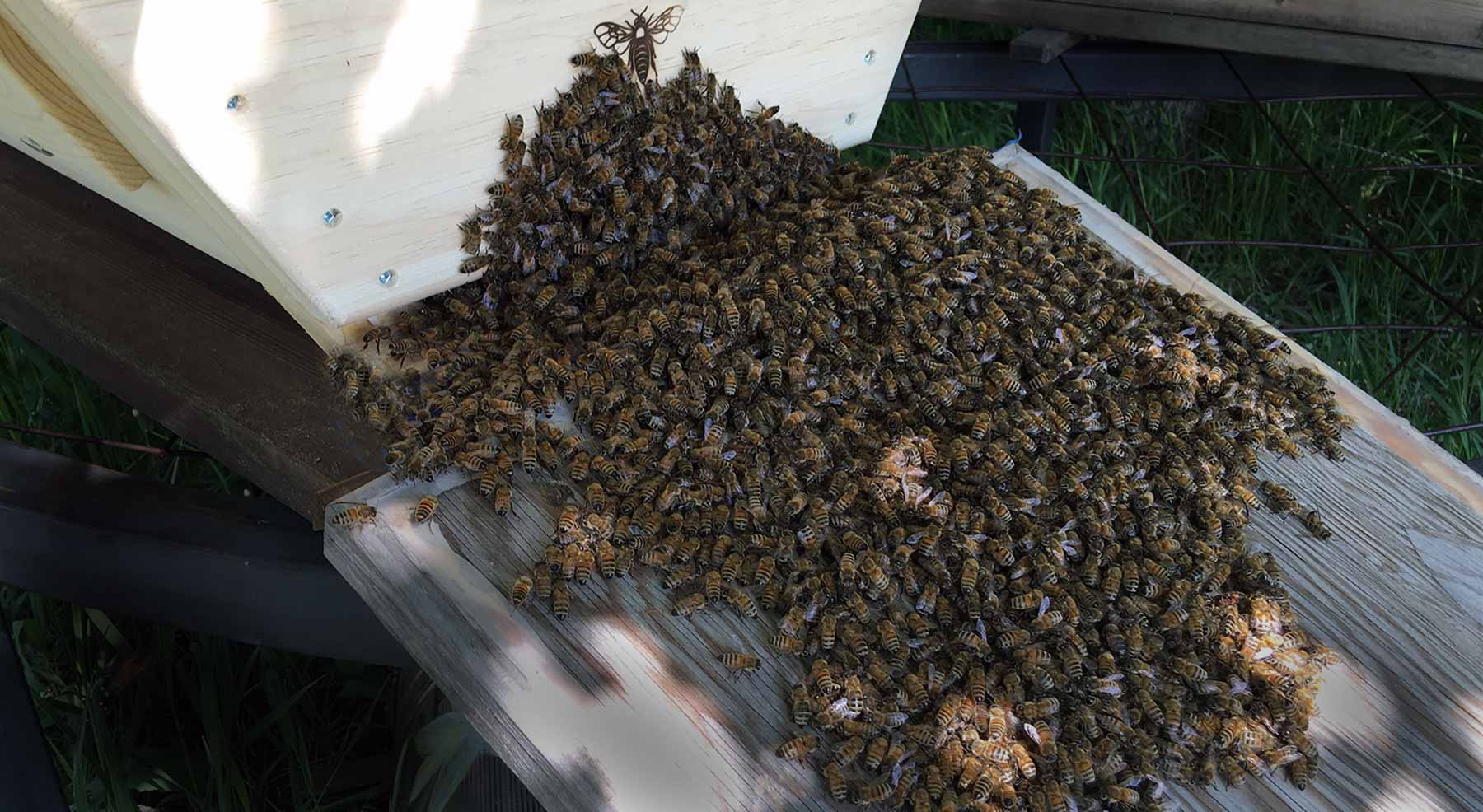 The Cathedral Hive® - Installing Bees