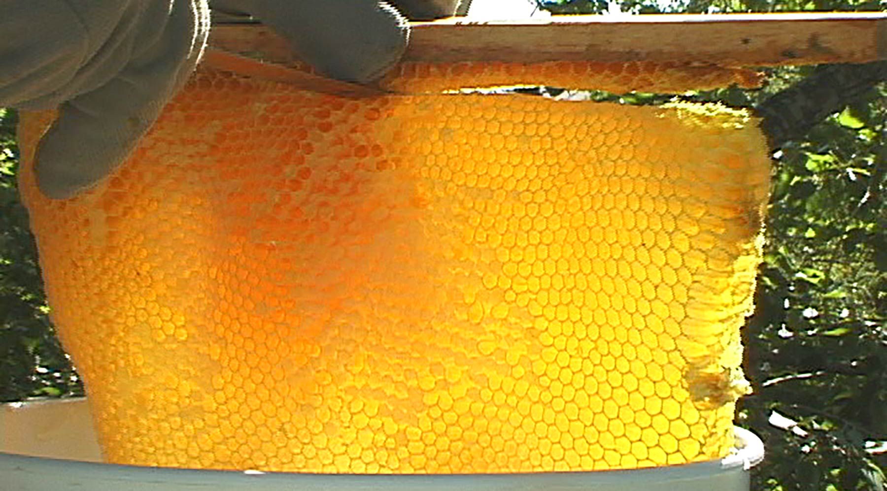 Harvesting Honey from a Top Bar Hive