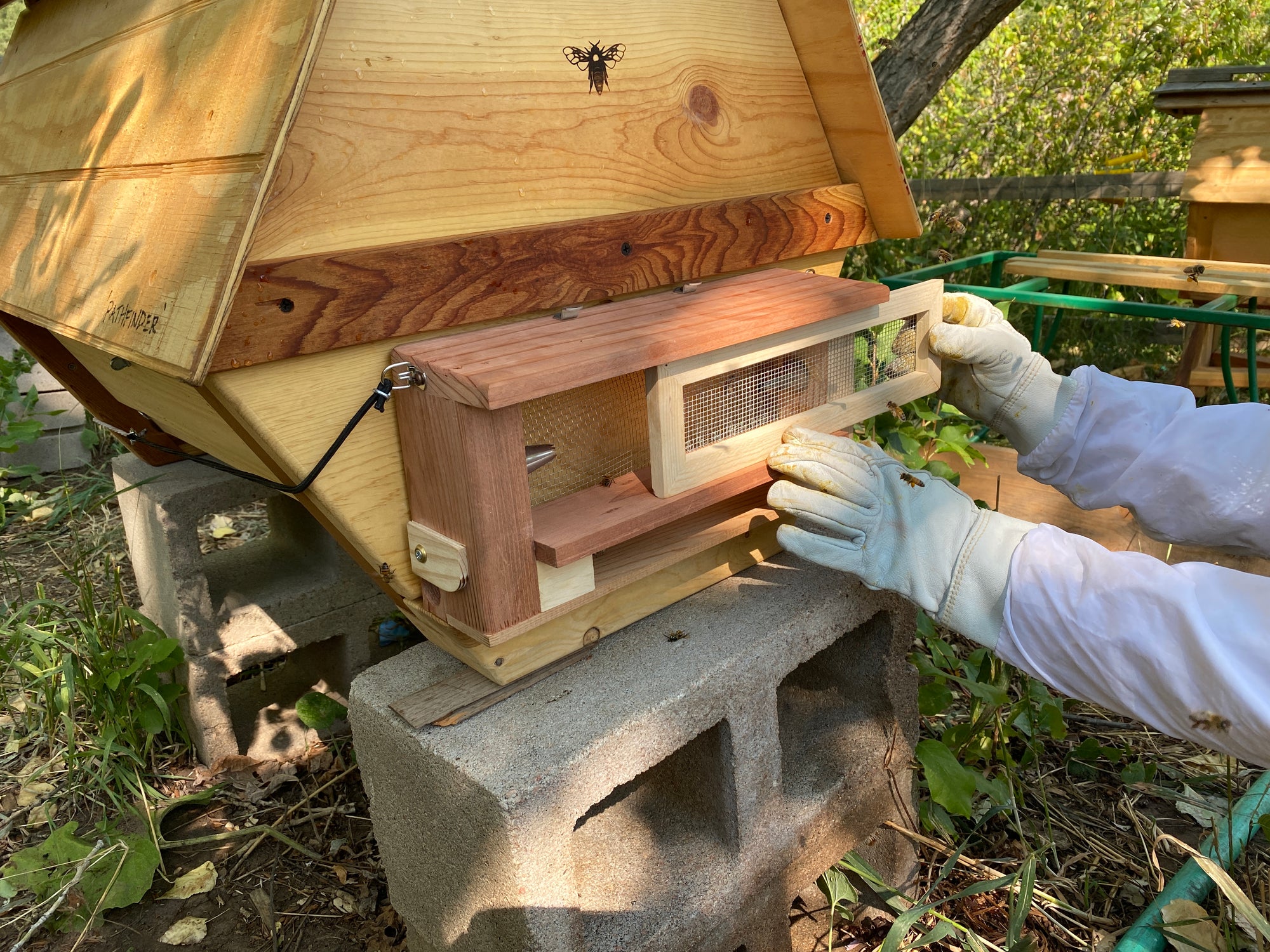 Bees Robbing a Hive
