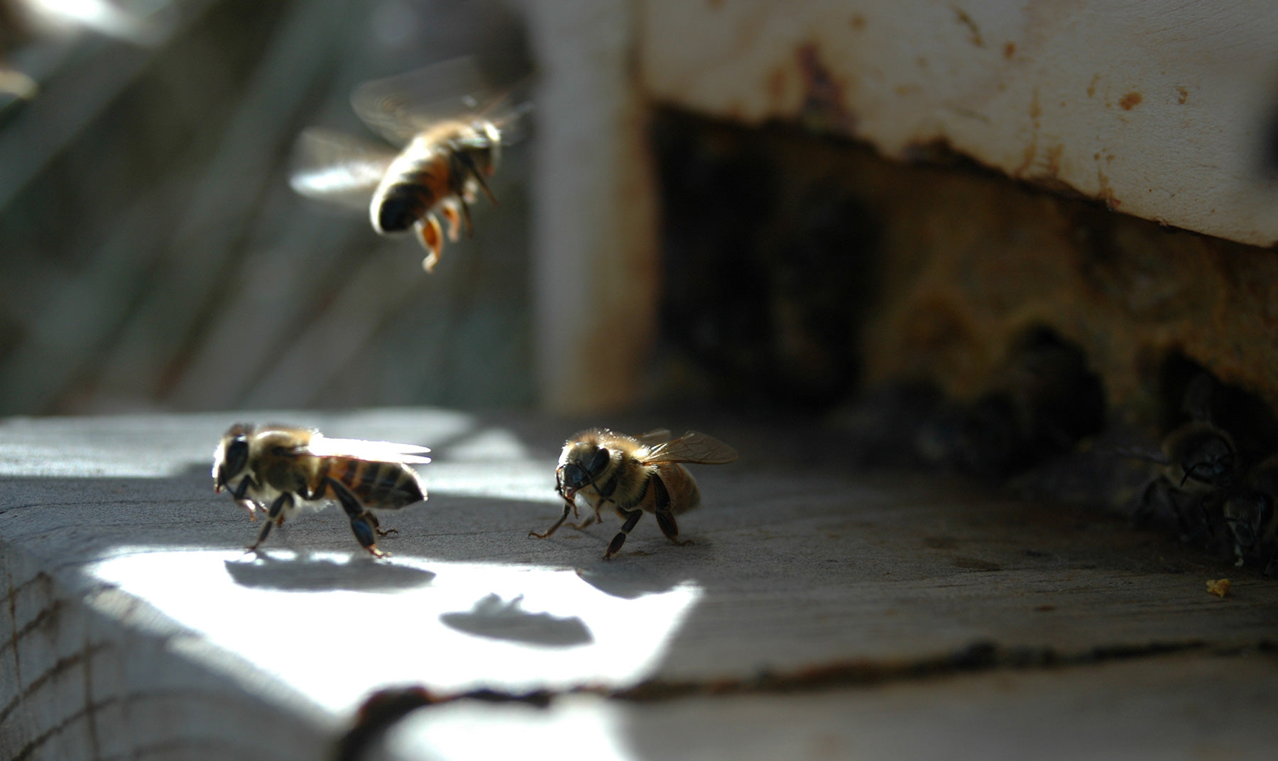 The Buzz About Bee Apitherapy
