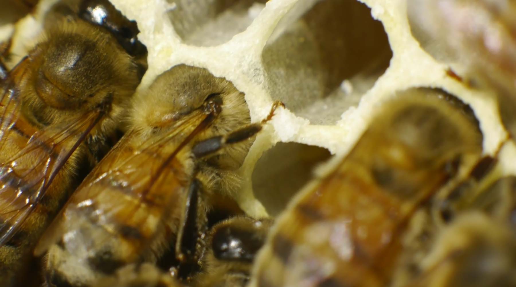 Winter Feeding in a Top Bar Hive
