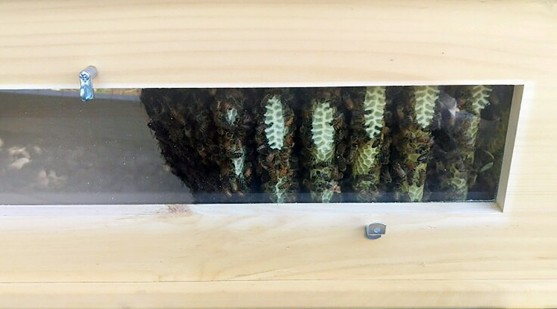 honey-brood-comb-attached-side-top-bar-hive