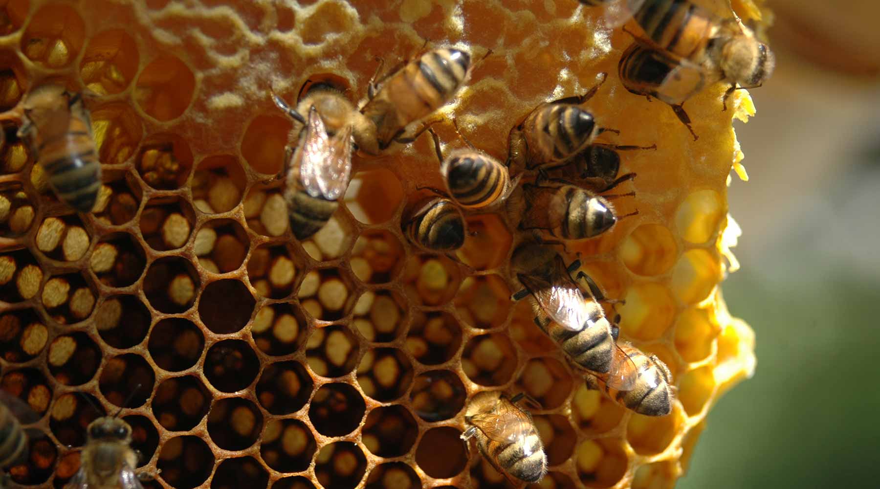 Honey Bees Comb Poster Honeycomb On Tree Nature And Swarm Honey Bee On