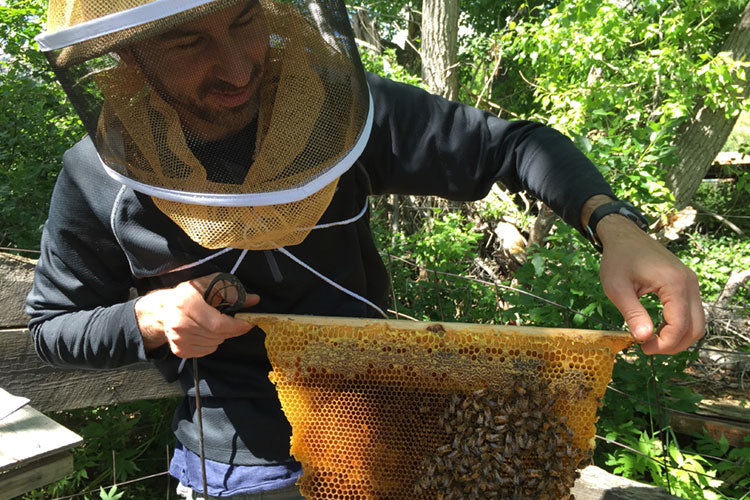 Bee Doctor Intnesives Brinton inspecting brood comb learn Beekeeping