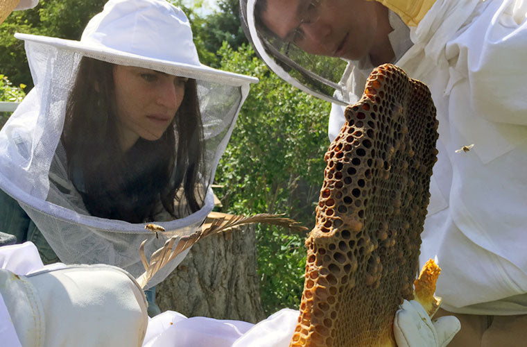 Bee Doctor Intnesives with Corwin Bell Natural Beekeeping