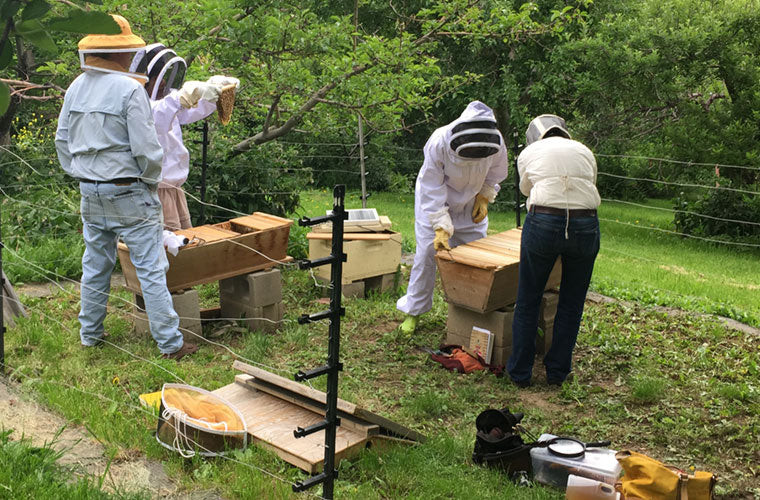 Bee Doctor Intnesives with Corwin Bell Bee Guardians inspecting hives
