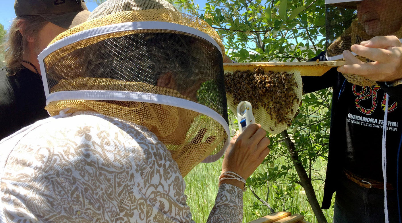 Gain new skills and learn about bee-keeping in Chaussin, France