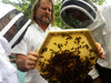 Corwin Bell and Bee Guardian beekeepers inspecting a pulled brood comb from the Cathedral Hive