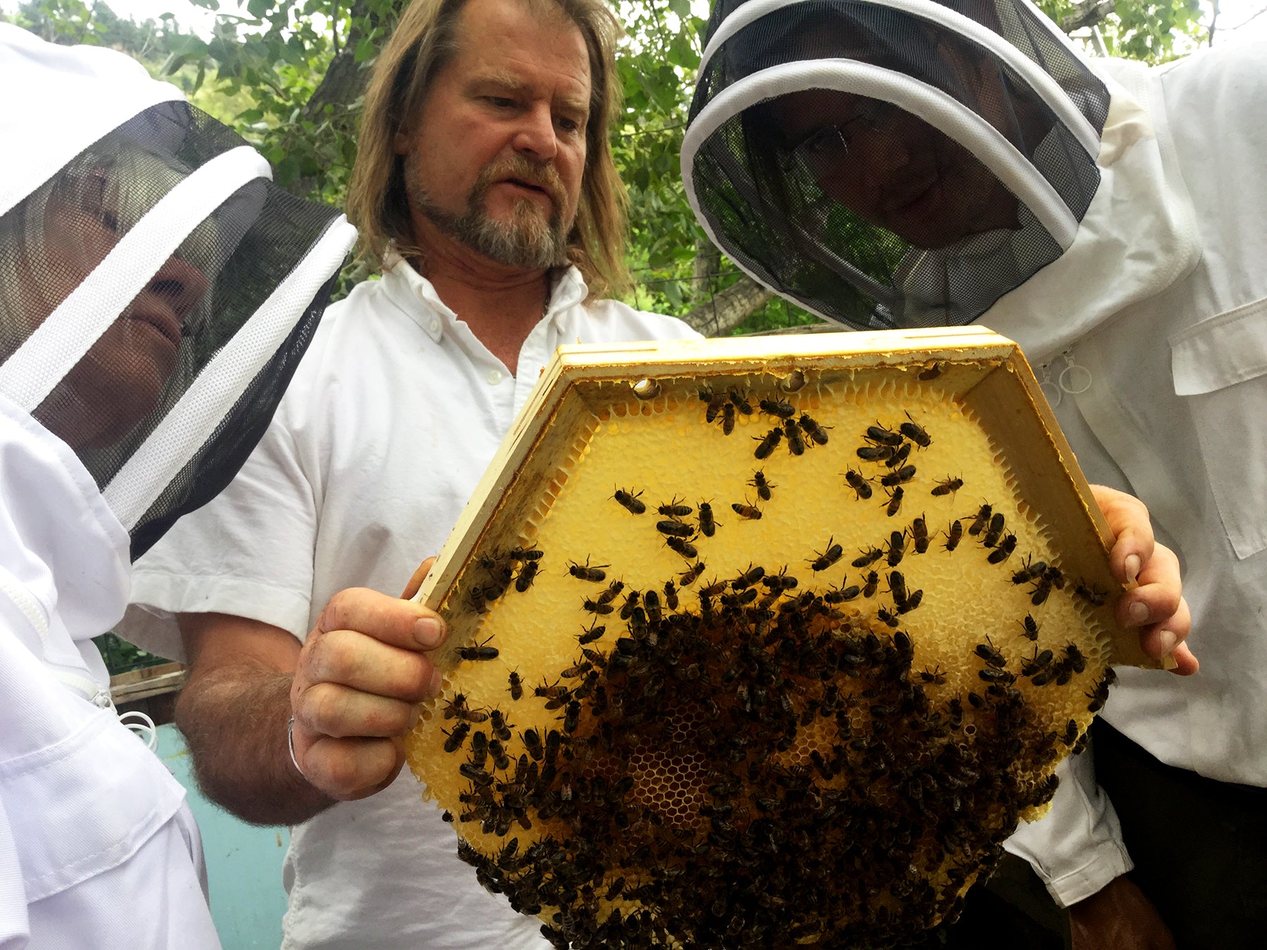 Corwin Bell and Bee gurdian beekeepers inpsecing a Cathedral Hive brood comb