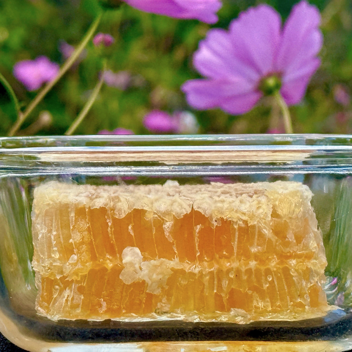 Fresh pure, raw honeycomb