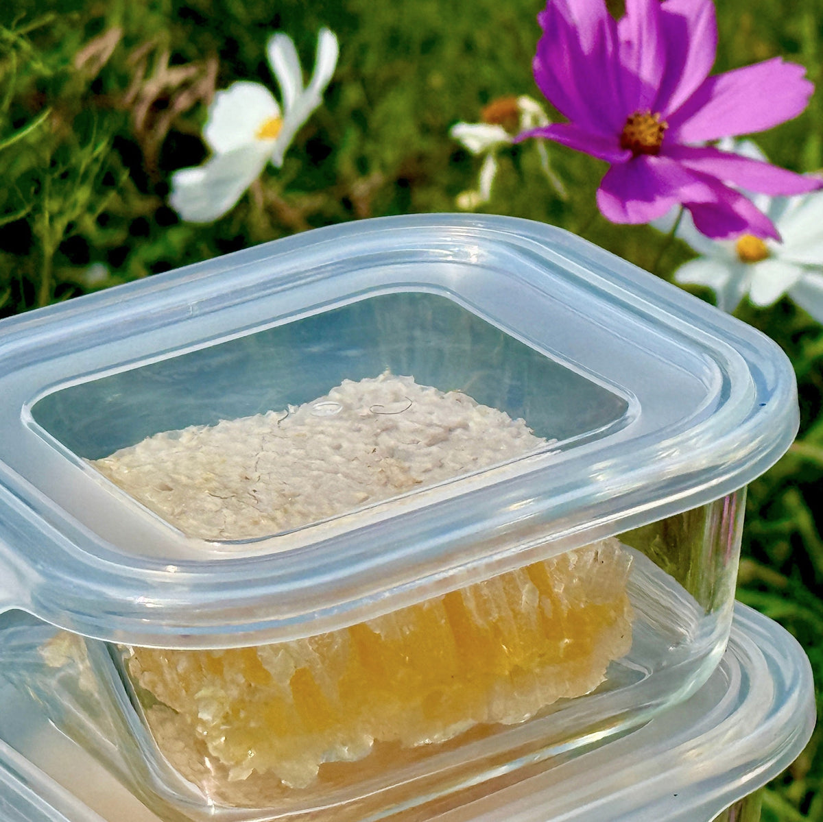 Fresh, raw Honeycomb