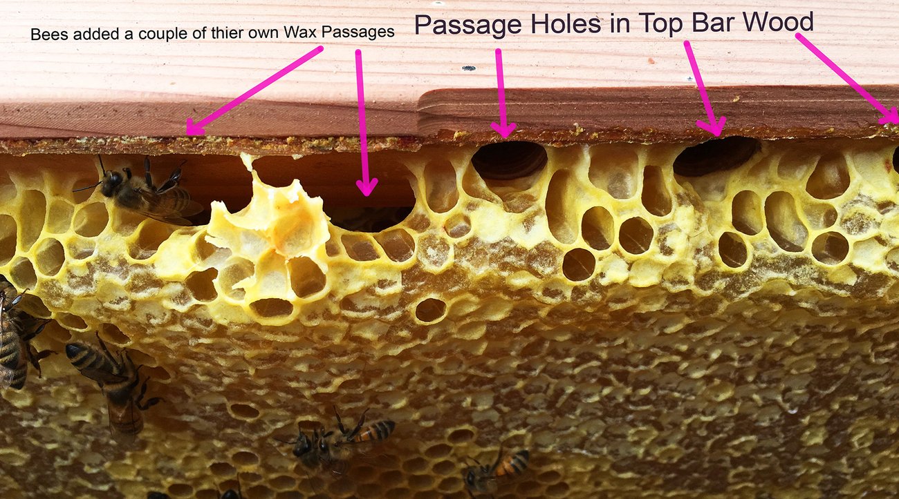 Bee Hive Passage Holes the bees make