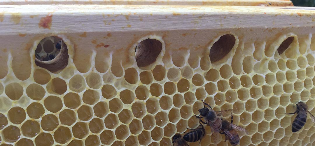 Super highway passage bars designed by Corwin Bell