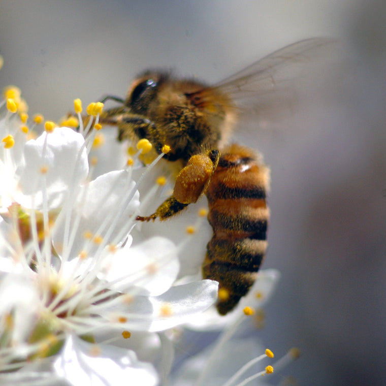 honey bee pollinating plum blossom