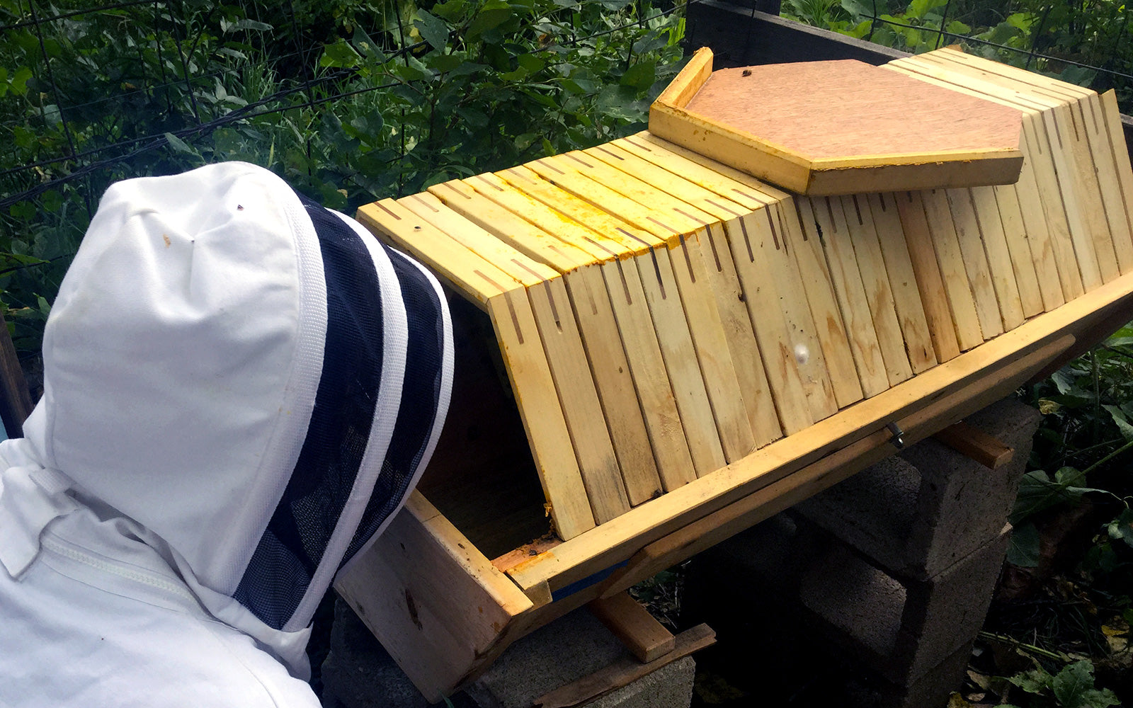 the Cathedral Hive Bee Guardian Viewing Combs