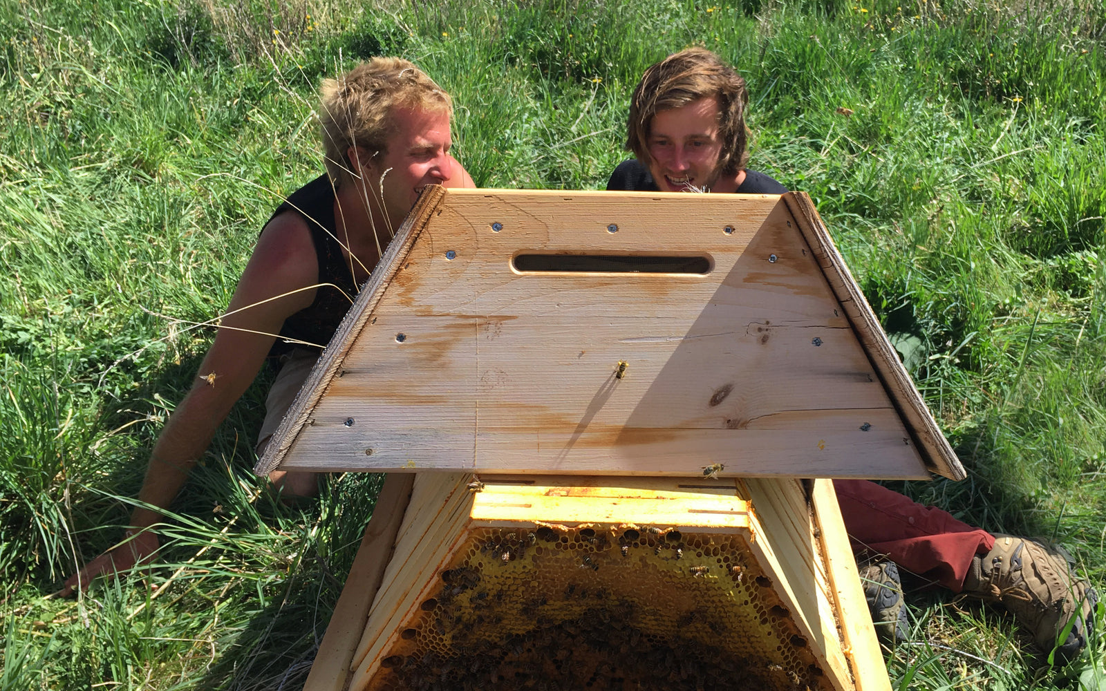 The Cathedral Hive hexagonal combs and Unique Features