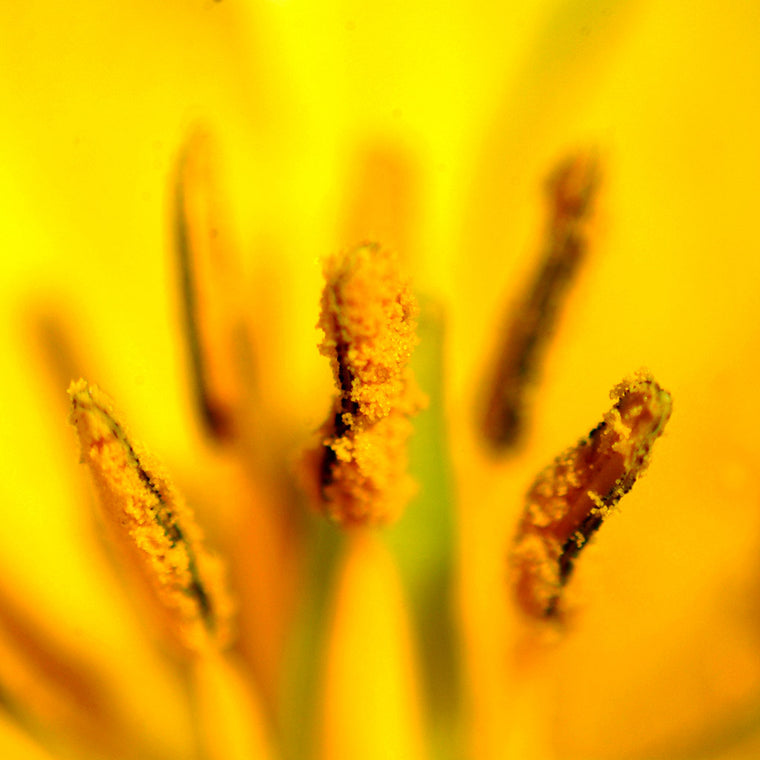 pollen on yellow tulip stamens