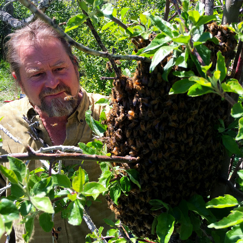 Corwin Bell catching bee swarm