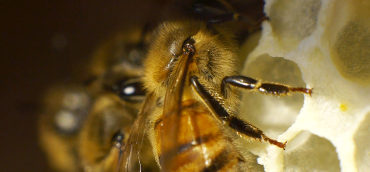 extreme closeup honey bees inside hive