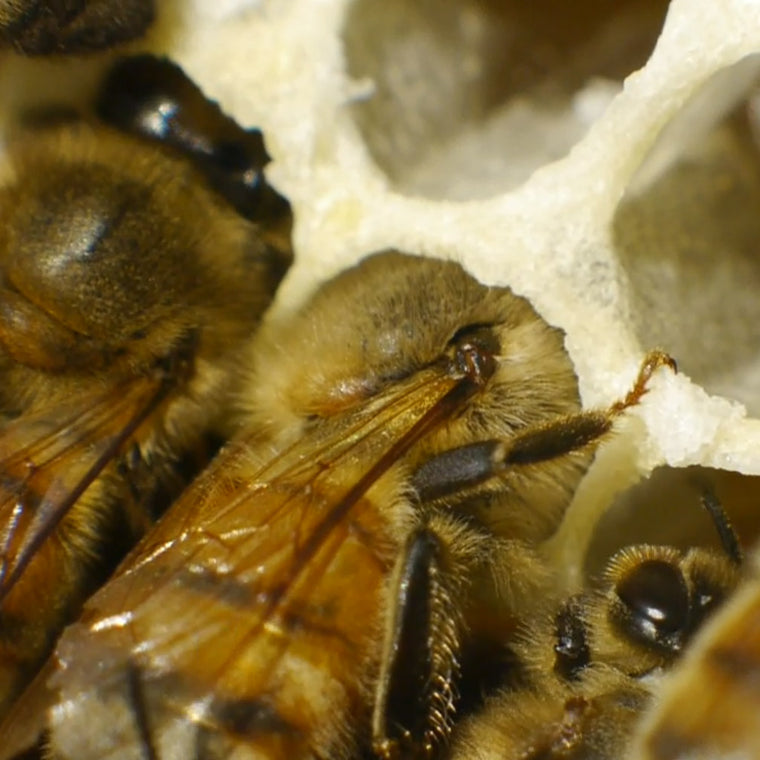 extreme closeup honey bees in cell
