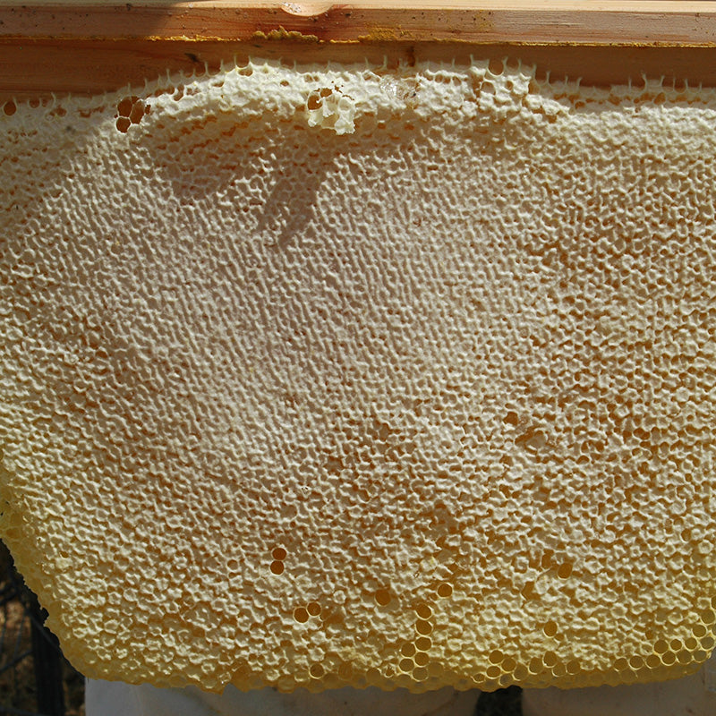 Beautiful fully capped honey comb from the Golden Mean Hive