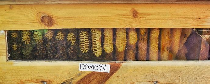 top bar hive combs through window