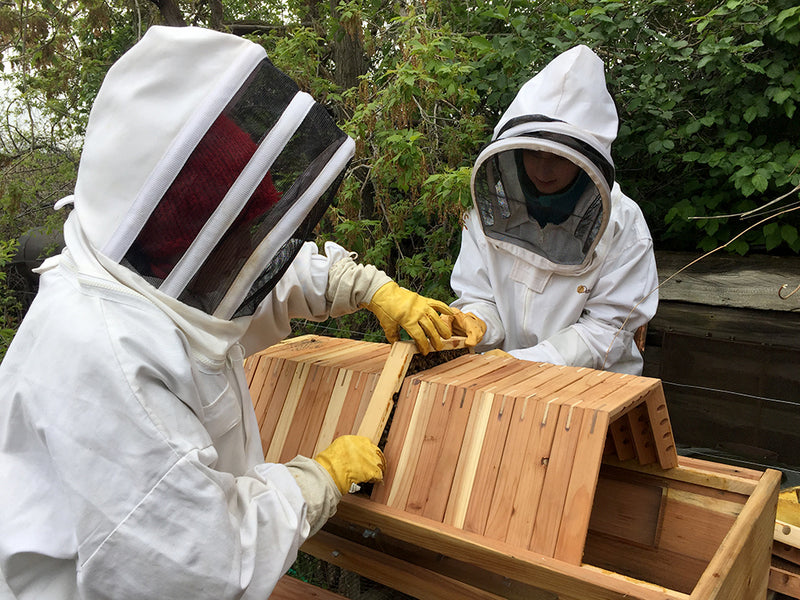 Moving a Bee Hive: Learning How Bees Orientate - BackYardHive