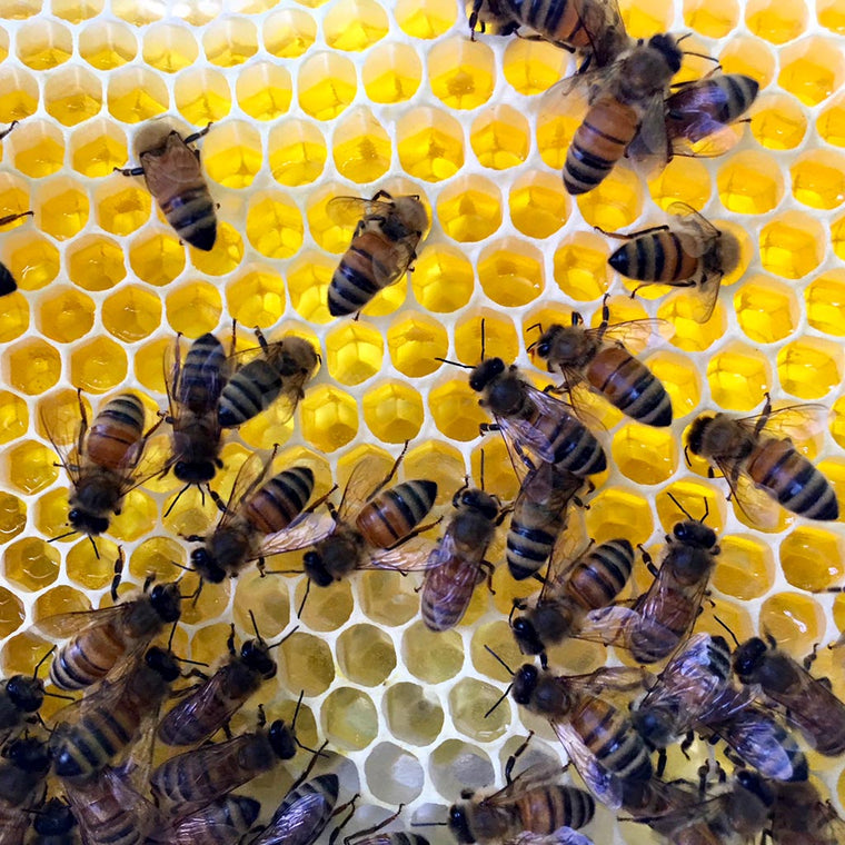Bees on newly drawn out yellow comb