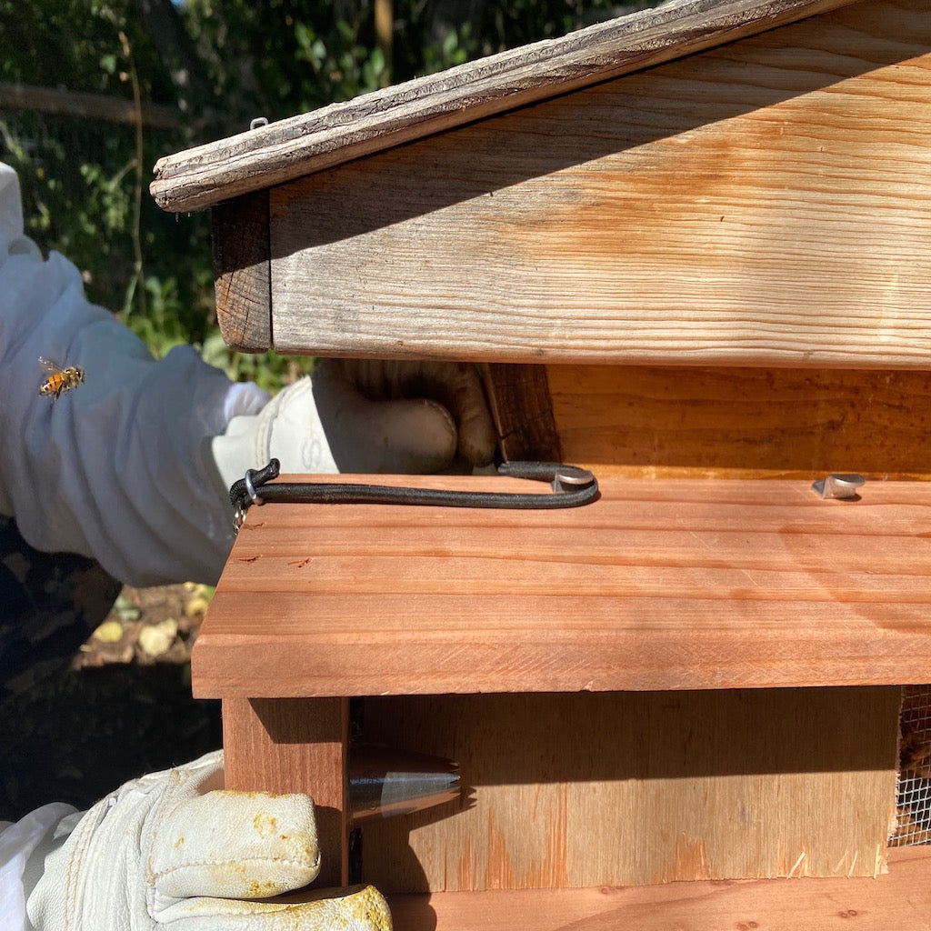 Robber Bee Scout Trap attachment