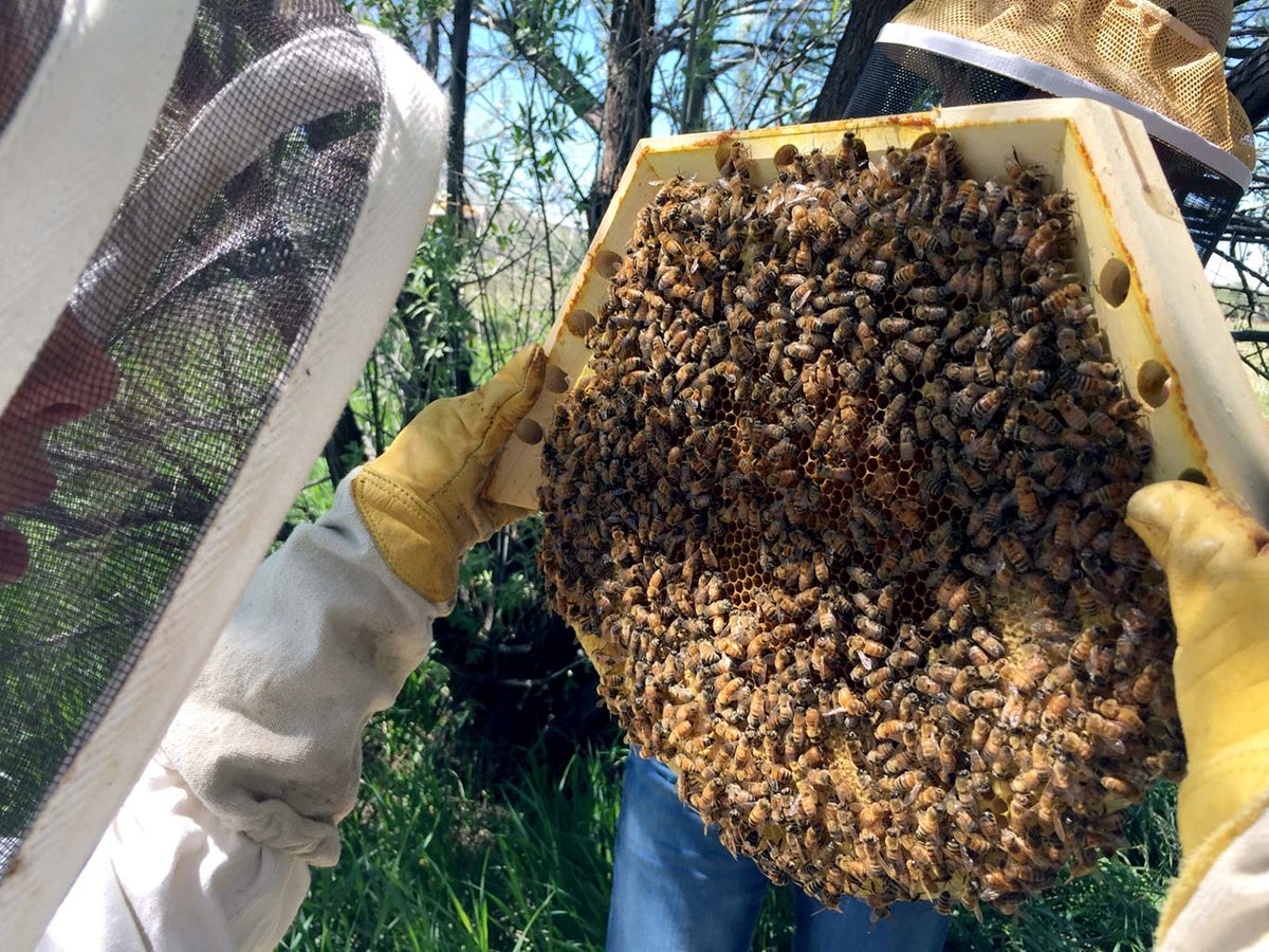 Corwin-Bell-Bee_Doctor-Intensives-cathedral-hive