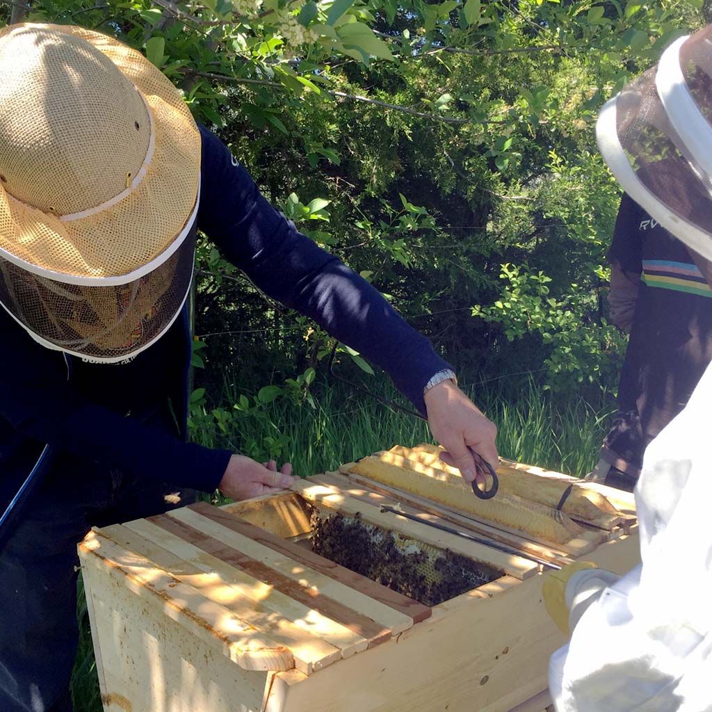 Bee-doctor-intenisives-learn-beekeeping