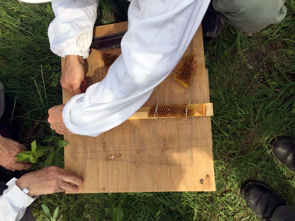 bee-doctor-intensives-re-queening-hive