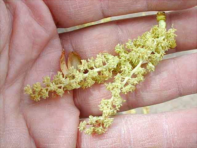 Bees Bee Calm - Bee Sting Pheromone Mask Mist