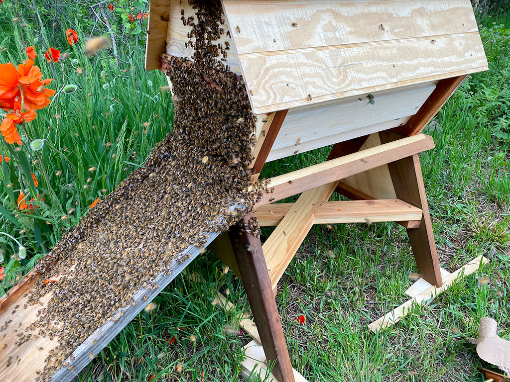Cathedral Hive Stand walk in bee swarm