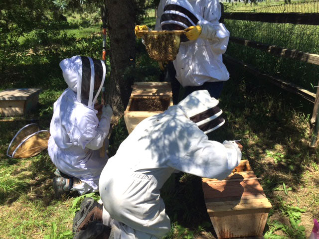 Corwin_Bell_Bee_Doctor_Intensives_2015_1